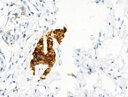 Invitrogen Phospho-CD79b (Tyr207) Polyclonal Antibody 100 &mu;L; Unconjugated:Antibodies,