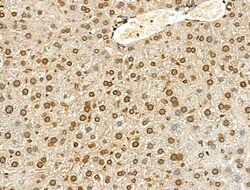 Invitrogen Phospho-Histone H4 (Tyr89) Polyclonal Antibody 100 &mu;L; Unconjugated:Antibodies,