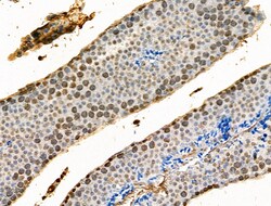 Invitrogen Phospho-Histone H4 (Tyr89) Polyclonal Antibody 100 &mu;L; Unconjugated:Antibodies,