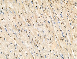 Invitrogen Phospho-Histone H4 (Tyr89) Polyclonal Antibody 100 &mu;L; Unconjugated:Antibodies,