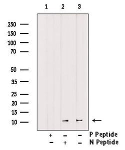 Invitrogen Phospho-Histone H4 (Tyr89) Polyclonal Antibody 100 &mu;L; Unconjugated:Antibodies,