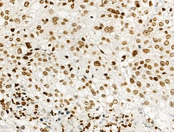 Invitrogen Phospho-Histone H2B (Tyr43) Polyclonal Antibody 100 &mu;L; Unconjugated:Antibodies,