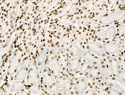 Invitrogen Phospho-Histone H2B (Tyr43) Polyclonal Antibody 100 &mu;L; Unconjugated:Antibodies,