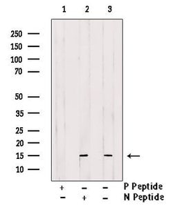 Invitrogen Phospho-Histone H2B (Tyr43) Polyclonal Antibody 100 &mu;L; Unconjugated:Antibodies,