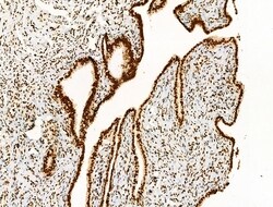 Invitrogen Acetyl-p53 (Lys373) Polyclonal Antibody 100 &mu;L; Unconjugated:Antibodies,