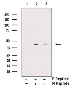 Invitrogen Phospho-Oxytocin Receptor (Thr235) Polyclonal Antibody 100 &mu;L;
