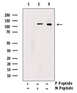 Invitrogen Phospho-PIK3CA (Ser317) Polyclonal Antibody 100 &mu;L; Unconjugated:Antibodies,