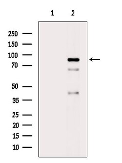 Invitrogen Phospho-PI3K p85 alpha (Tyr452) Polyclonal Antibody 100 &mu;L;