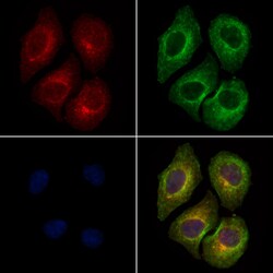 Invitrogen Phospho-PI3K p85 alpha (Tyr508) Polyclonal Antibody 100 &mu;L;