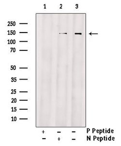 Invitrogen Phospho-EphA4 (Tyr596) Polyclonal Antibody 100 &mu;L; Unconjugated:Antibodies,
