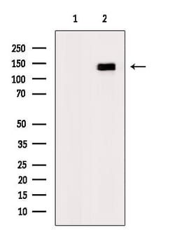 Invitrogen Phospho-EphA4 (Tyr602) Polyclonal Antibody 100 &mu;L; Unconjugated:Antibodies,