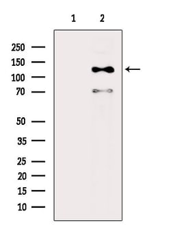 Invitrogen Phospho-EphA4 (Tyr602) Polyclonal Antibody 100 &mu;L; Unconjugated:Antibodies,
