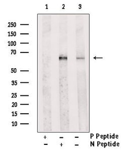 Invitrogen Phospho-IRAK2 (Tyr6) Polyclonal Antibody 100 &mu;L; Unconjugated:Antibodies,