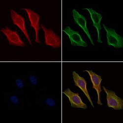 Invitrogen Phospho-IRAK4 (Thr342) Polyclonal Antibody 100 &mu;L; Unconjugated:Antibodies,