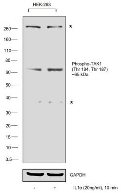 Invitrogen Phospho-TAK1 (Thr184, Thr187) Polyclonal Antibody 100 &mu;L;