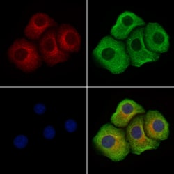 Invitrogen Phospho-LAT (Tyr220) Polyclonal Antibody 100 &mu;L; Unconjugated:Antibodies,