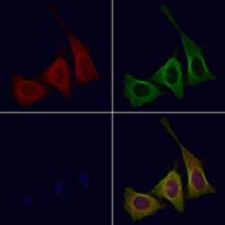 Invitrogen Phospho-CSF1R (Tyr708) Polyclonal Antibody 100 &mu;L; Unconjugated:Antibodies,