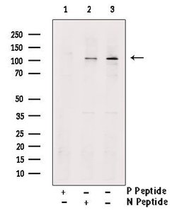 Invitrogen Phospho-CSF1R (Tyr723) Polyclonal Antibody 100 &mu;L; Unconjugated:Antibodies,