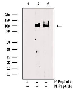 Invitrogen Phospho-CSF1R (Tyr923) Polyclonal Antibody 100 &mu;L | Buy Online | Invitrogen&trade; | Fisher Scientific