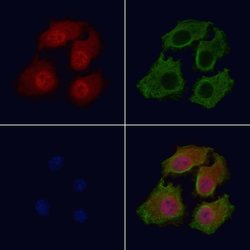 Invitrogen Phospho-Bcl-2 (Thr56) Polyclonal Antibody 100 &mu;L; Unconjugated:Antibodies,