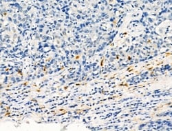 Phospho-c-Kit (Tyr721) Polyclonal Antibody:Antibodies, Polyclonal