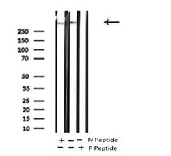 Invitrogen Phospho-MAP2 (Thr1620, Thr1623) Polyclonal Antibody 100 &mu;L;