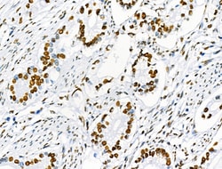 Invitrogen Phospho-SRF (Ser103) Polyclonal Antibody 100 &mu;L; Unconjugated:Antibodies,