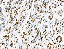Invitrogen Phospho-SRF (Ser103) Polyclonal Antibody 100 &mu;L; Unconjugated:Antibodies,