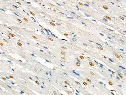 Invitrogen Phospho-SRF (Ser103) Polyclonal Antibody 100 &mu;L; Unconjugated:Antibodies,