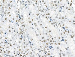 Invitrogen Phospho-SRF (Ser103) Polyclonal Antibody 100 &mu;L; Unconjugated:Antibodies,