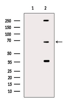 Invitrogen Phospho-SRF (Ser103) Polyclonal Antibody 100 &mu;L; Unconjugated:Antibodies,