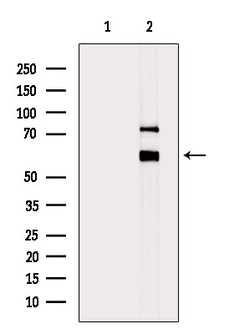Invitrogen Phospho-SRC (Ser17) Polyclonal Antibody 100 &mu;L | Buy Online | Invitrogen&trade; | Fisher Scientific
