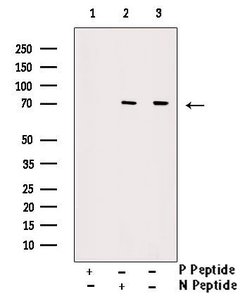 Invitrogen Phospho-Ku70 (Ser520) Polyclonal Antibody 100 &mu;L; Unconjugated:Antibodies,