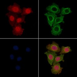 Invitrogen Phospho-Fra1 (Ser265) Polyclonal Antibody 100 &mu;L; Unconjugated:Antibodies,