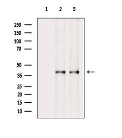 Invitrogen Phospho-Fra1 (Ser265) Polyclonal Antibody 100 &mu;L; Unconjugated:Antibodies,
