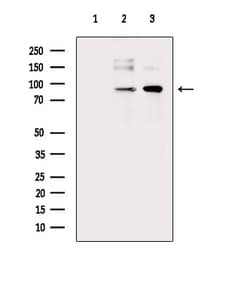 Invitrogen Phospho-Aconitase 1 (Ser138) Polyclonal Antibody 100 μL;