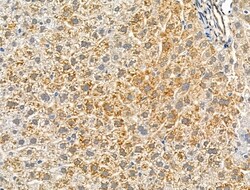 Invitrogen Phospho-NR4A1 (Ser351) Polyclonal Antibody 100 &mu;L; Unconjugated:Antibodies,
