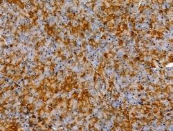 Invitrogen Phospho-NR4A1 (Ser351) Polyclonal Antibody 100 &mu;L; Unconjugated:Antibodies,