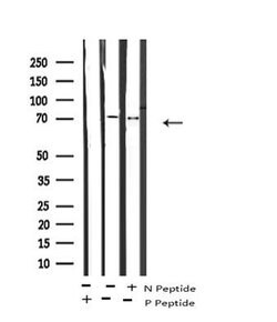 Invitrogen Phospho-NR4A1 (Ser351) Polyclonal Antibody 100 &mu;L; Unconjugated:Antibodies,