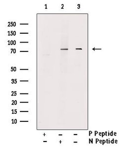 Invitrogen Phospho-NR4A1 (Ser351) Polyclonal Antibody 100 &mu;L; Unconjugated:Antibodies,