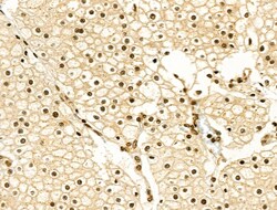 Invitrogen Phospho-Cyclin E (Thr73) Polyclonal Antibody 100 &mu;L; Unconjugated:Antibodies,