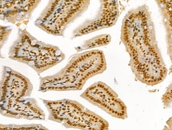 Invitrogen Phospho-Cyclin E (Thr73) Polyclonal Antibody 100 &mu;L; Unconjugated:Antibodies,