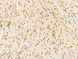Invitrogen Phospho-Cyclin E (Thr73) Polyclonal Antibody 100 &mu;L; Unconjugated:Antibodies,