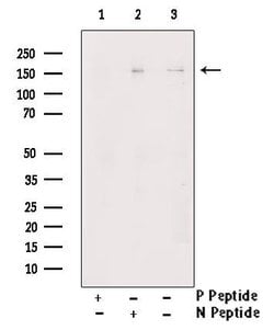 Invitrogen Phospho-RASGRF1 (Ser927) Polyclonal Antibody 100 &mu;L; Unconjugated:Antibodies,