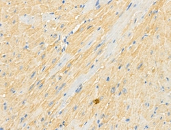 Invitrogen Phospho-RASGRF1 (Ser927) Polyclonal Antibody 100 &mu;L; Unconjugated:Antibodies,