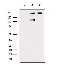 Invitrogen Phospho-CAD (Ser1859) Polyclonal Antibody 100 &mu;L | Buy Online | Invitrogen&trade; | Fisher Scientific