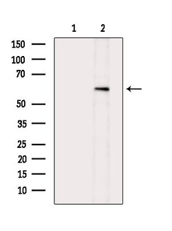 Invitrogen Phospho-AKT1 (Ser124) Polyclonal Antibody 100 &mu;L; Unconjugated:Antibodies,