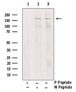 Invitrogen Phospho-IRS1 (Ser1101) Polyclonal Antibody 100 &mu;L; Unconjugated:Antibodies,