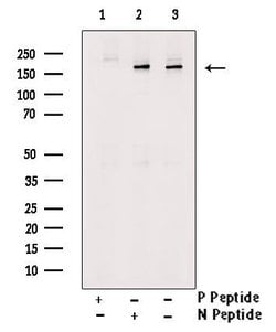 Invitrogen Phospho-IRS1 (Ser323) Polyclonal Antibody 100 &mu;L; Unconjugated:Antibodies,