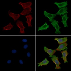 Invitrogen Phospho-MYH9 (Ser1943) Polyclonal Antibody 100 &mu;L; Unconjugated:Antibodies,